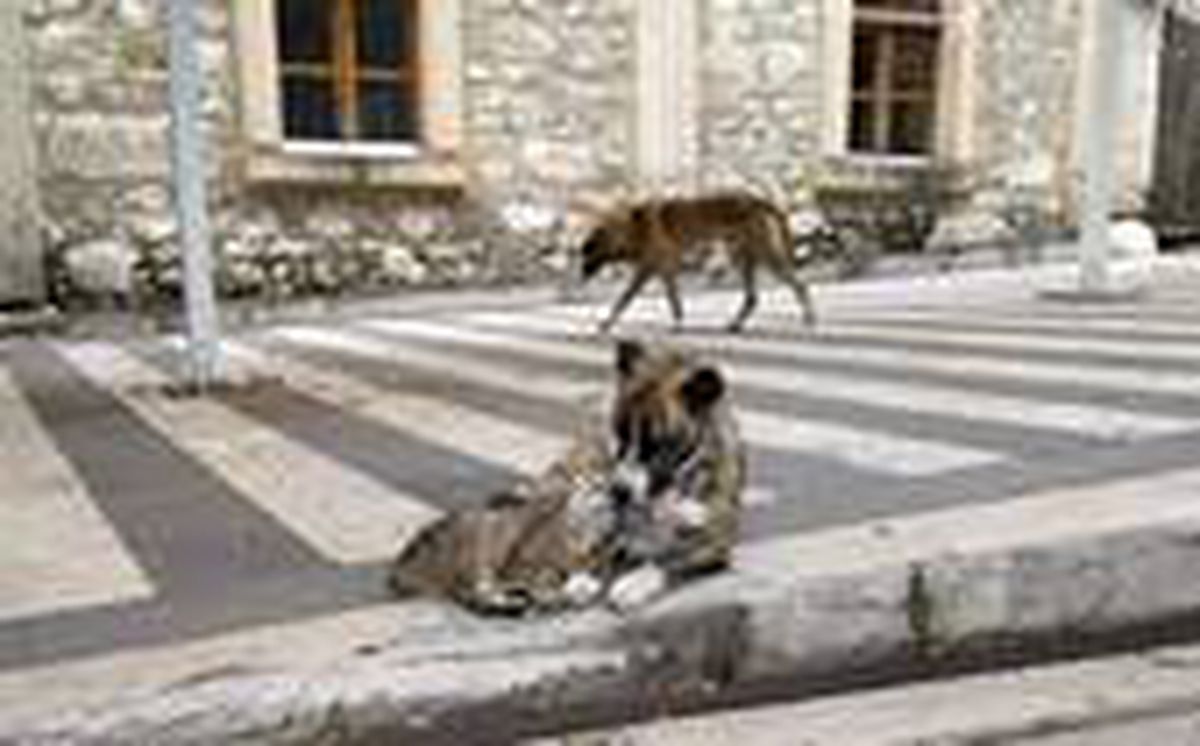Kedi ile köpeğin dostluğu