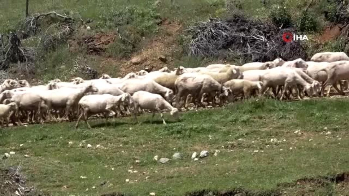 Koyunların kırkılan yünleri hem çiftçiye hem sanayiciye gelir sağlıyor