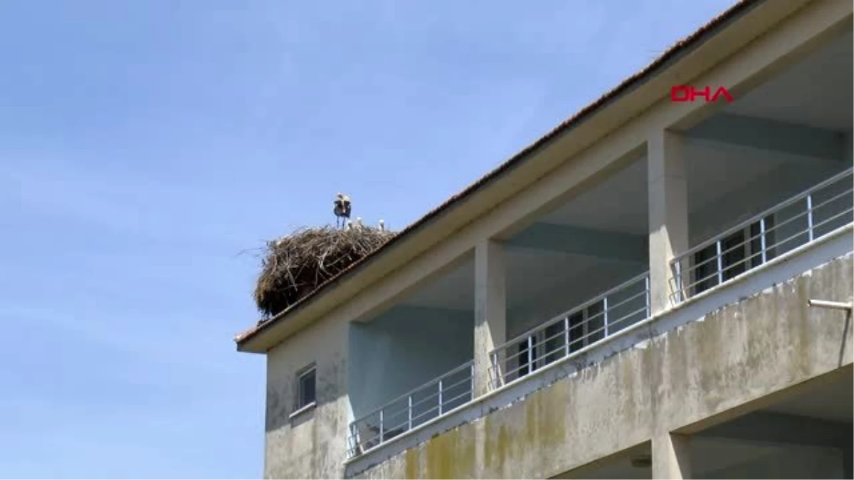 SAMSUN Leylekler, evinin çatısına yuva yaptı