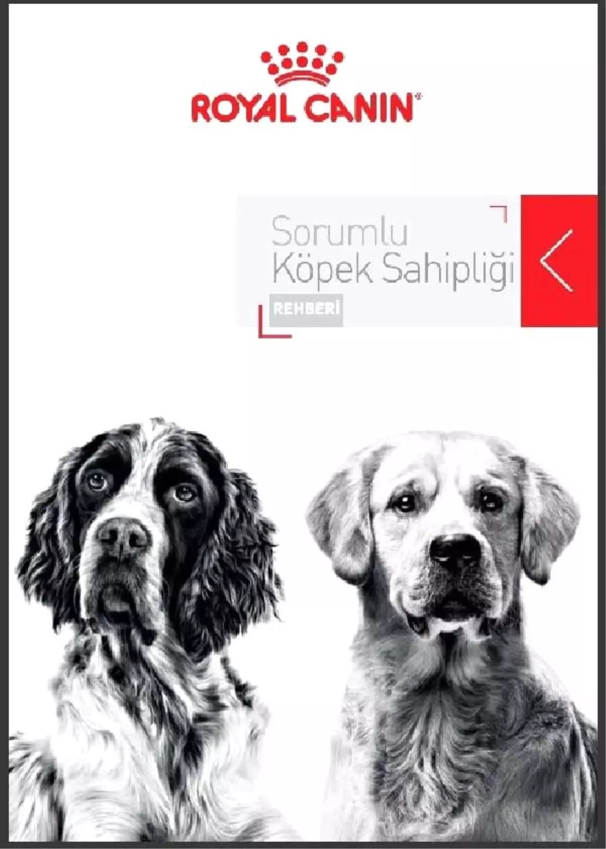 Sorumlu Köpek Sahipliği Rehberi yayınlandı