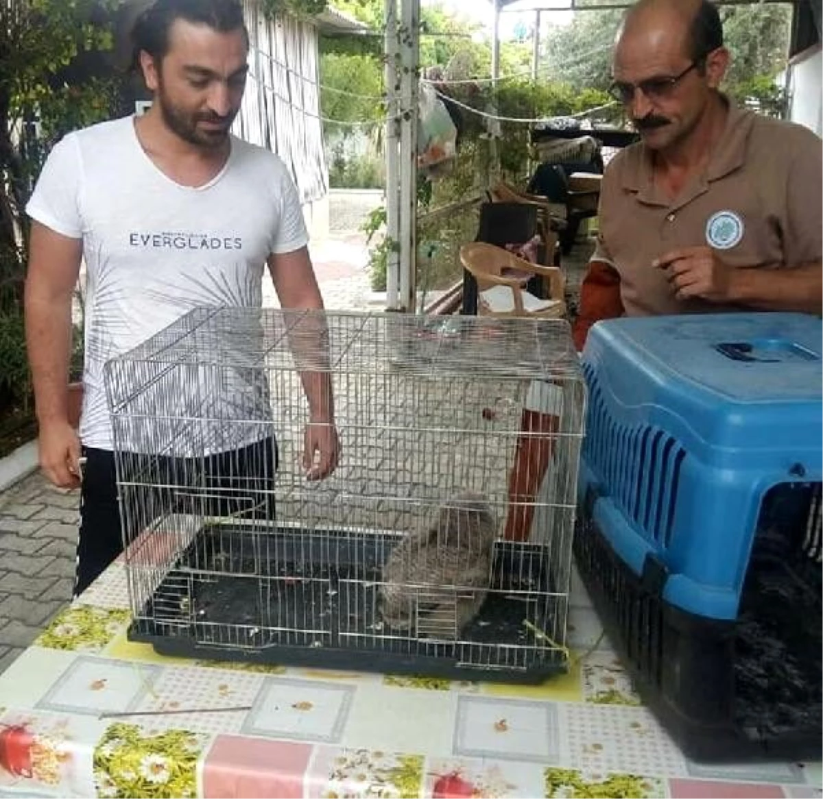 Yavru baykuşu kedilerden kurtardı