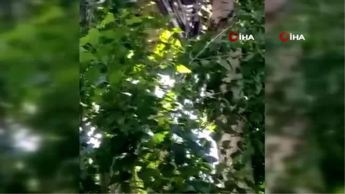 Ağaçta mahsur kalan kediyi itfaiye ekibi kurtardı