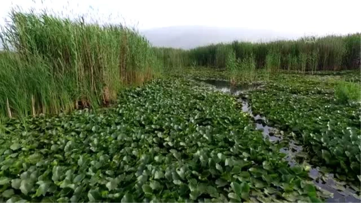 Eber Gölü\'nde açan nilüferler görsel şölen sunuyor - AFYONKARAHİSAR