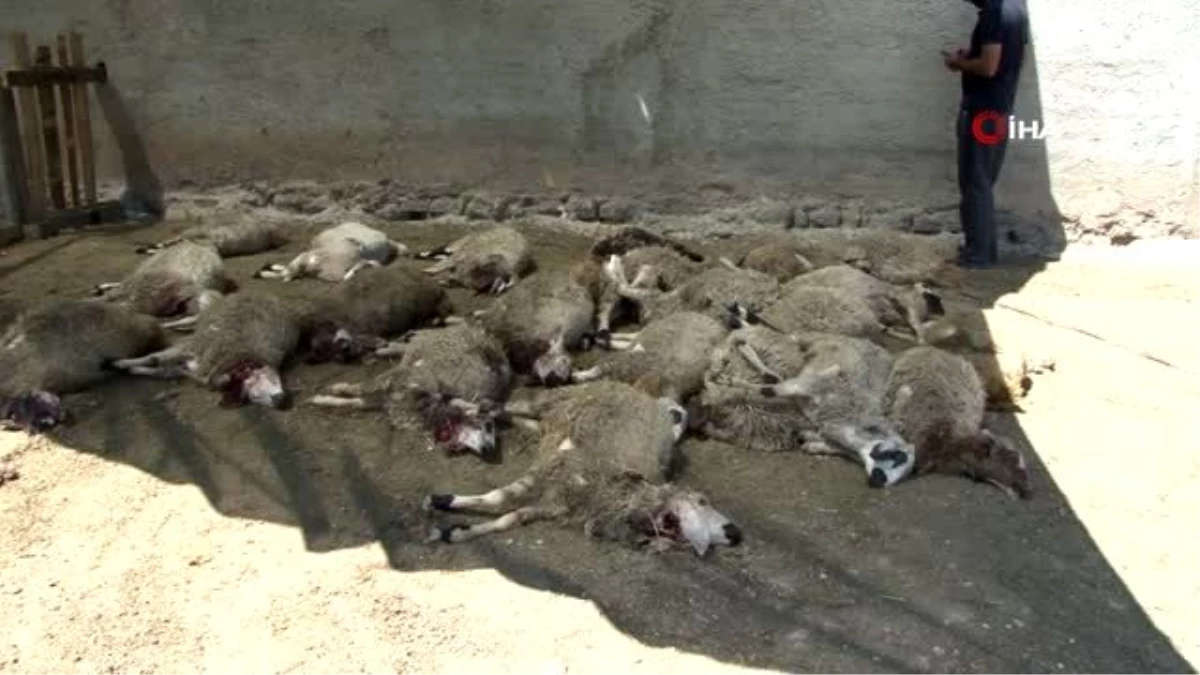 Elazığ\'da kurtlar mahalleye indi, 22 koyunu telef etti