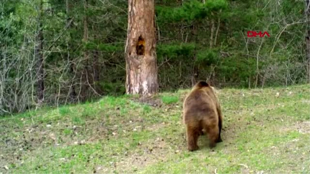 KARS Sarıkamış ormanında kaşınan ayılar güldürdü