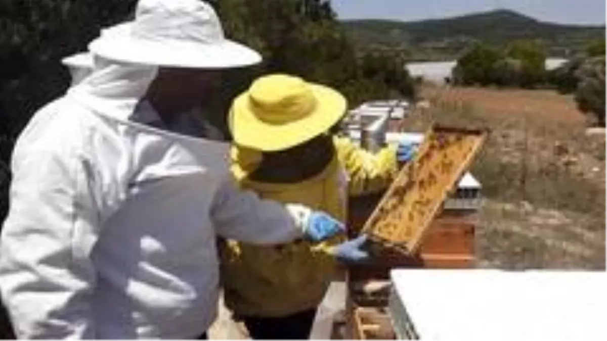 Milletvekili Bekle\'den bal hasadı