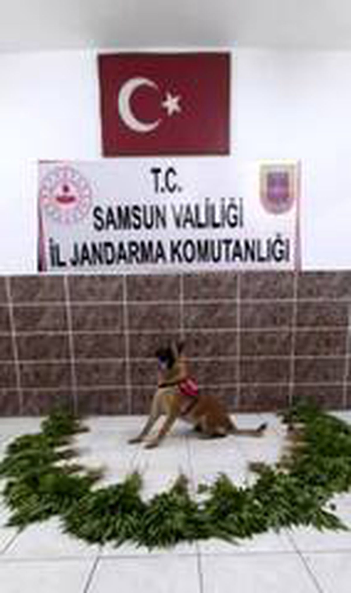 Samsun\'da bin 824 kök kenevir ele geçirildi