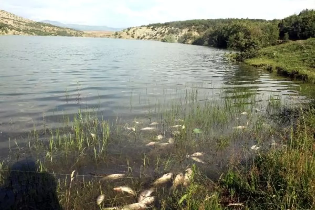 Tokat\'ın Bedirkale Göleti\'nde, balık ölümlerine inceleme