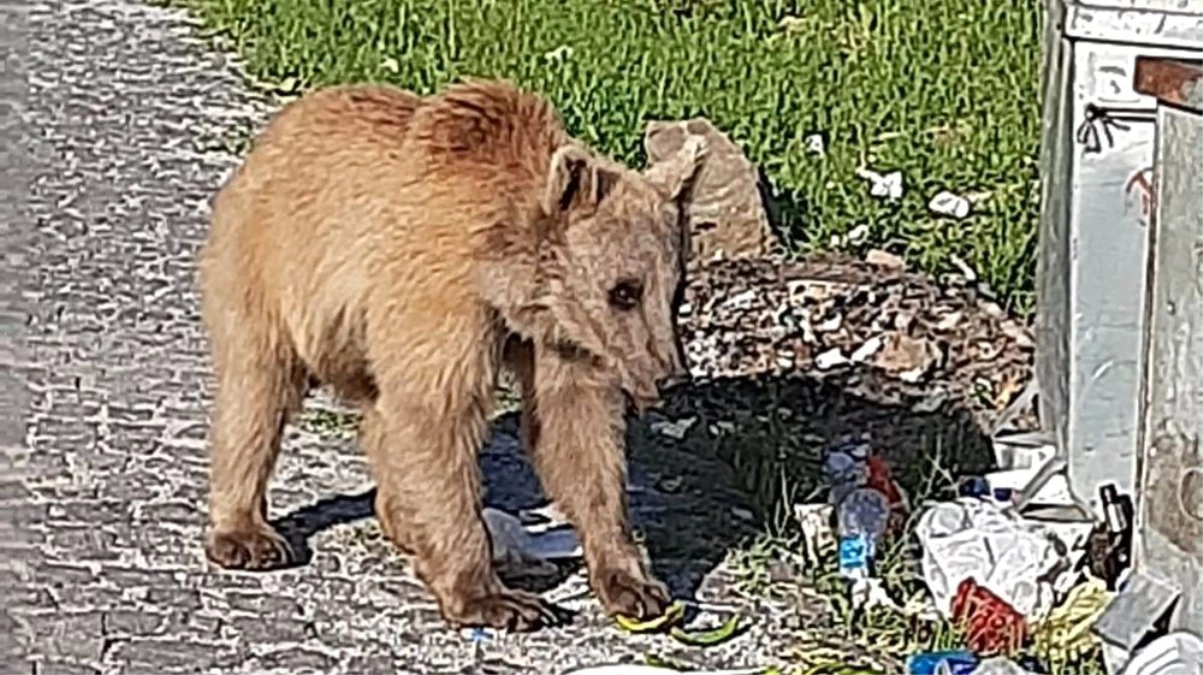 Bitlis\'in maskotu boz ayılar yeniden görüldü