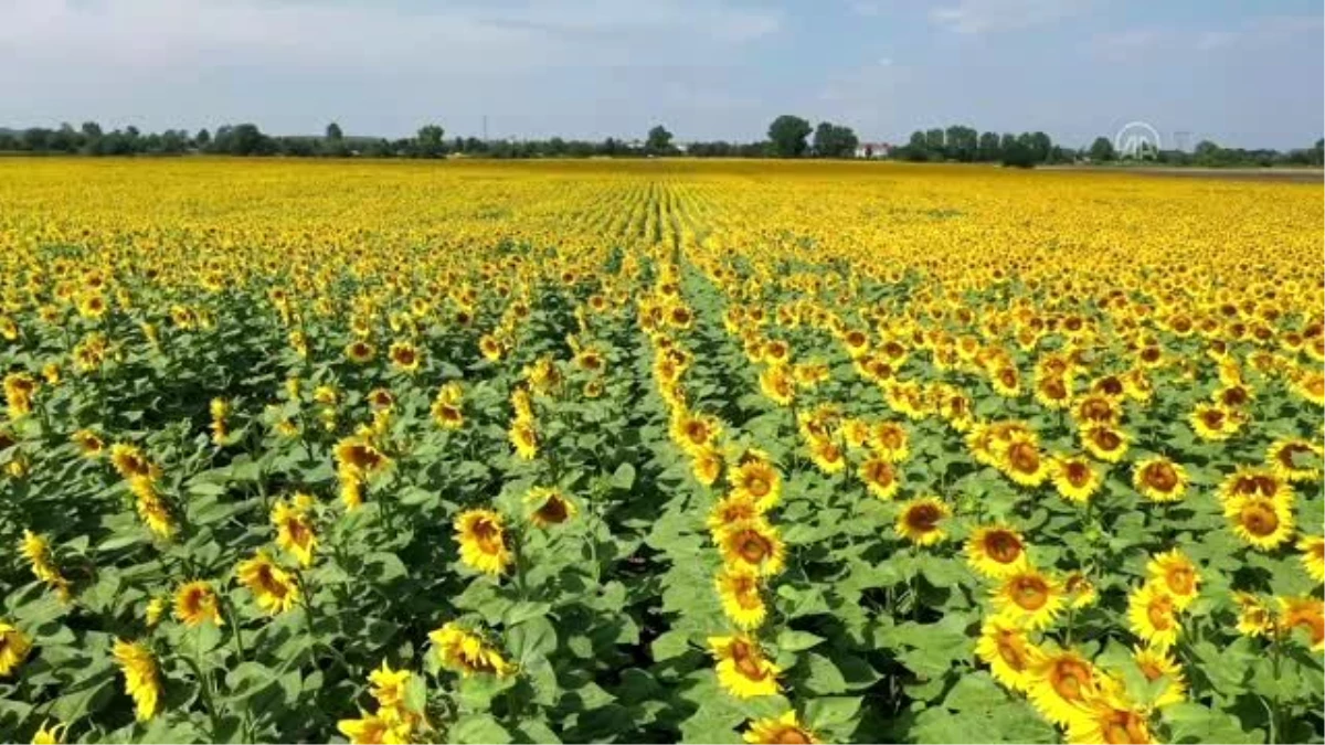 Edirne\'de son yağışlar ayçiçeği üreticisinin yüzünü güldürdü