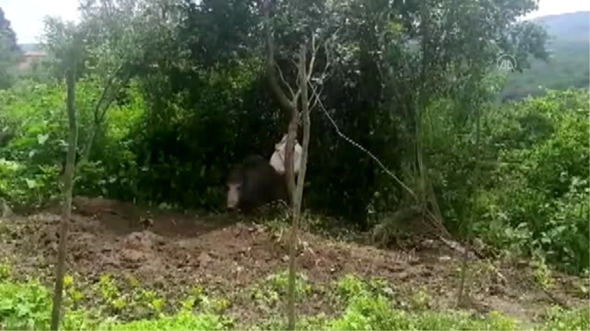 Evin bahçesindeki çitin tellerine takılan domuz kurtarıldı