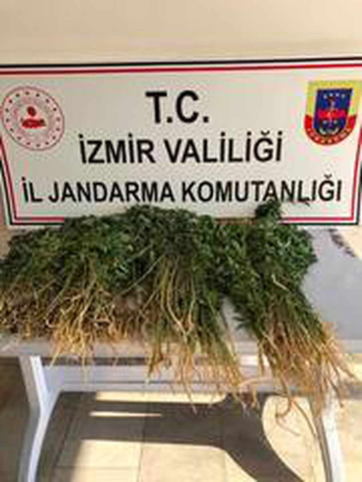 Evinin bahçesinde ekili kenevir ele geçirildi