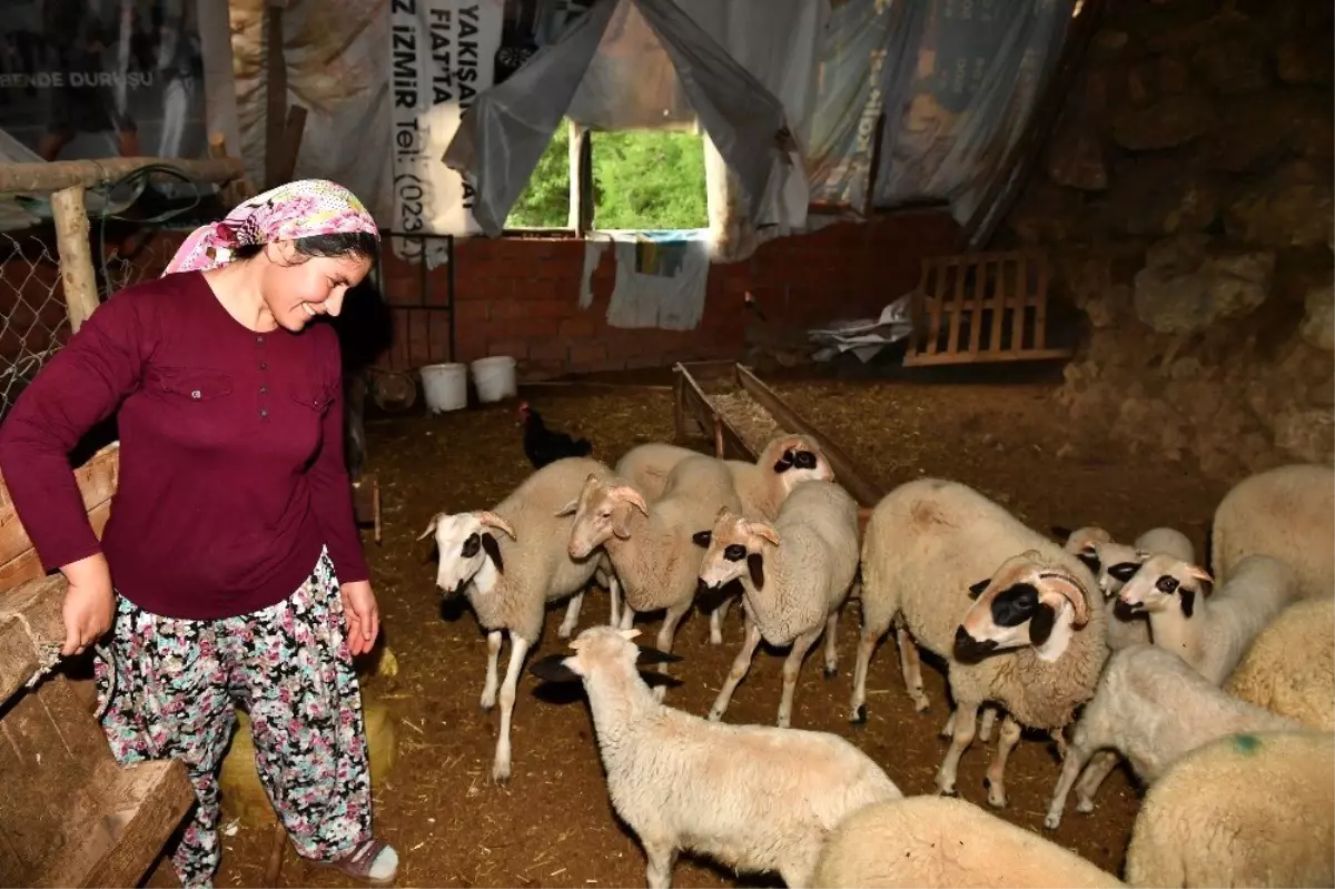 Son dakika haberleri: Güzelbahçeli kadın üreticinin başarı öyküsü