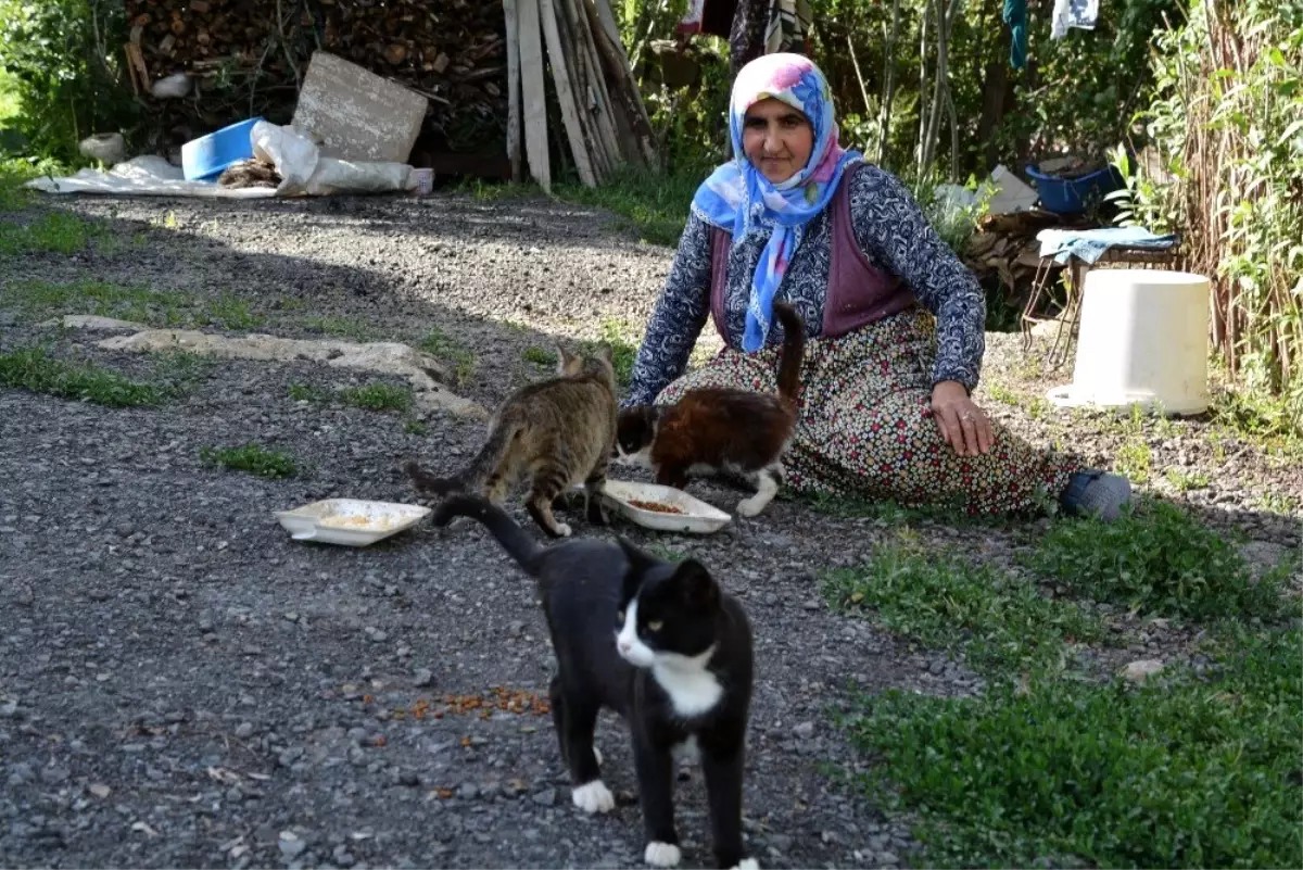 Harabe evlerinde onlarca kediye bakıyorlar