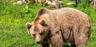 Karadeniz'de artan ayı nüfusu bölge halkını korkutuyor