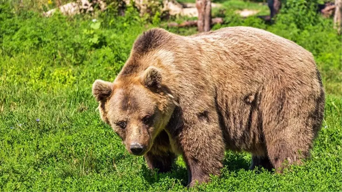 Karadeniz\'de artan ayı nüfusu bölge halkını korkutuyor