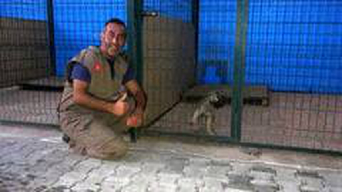 Kayalıkların arasına giren 4 aylık yavru köpek 10 gün sonra kurtarıldı