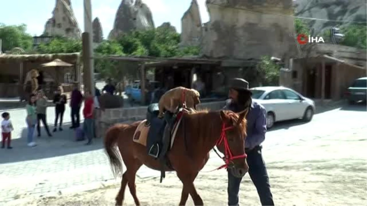 Son dakika haberleri... Köpeğin at üzerinde Kapadokya keyfi