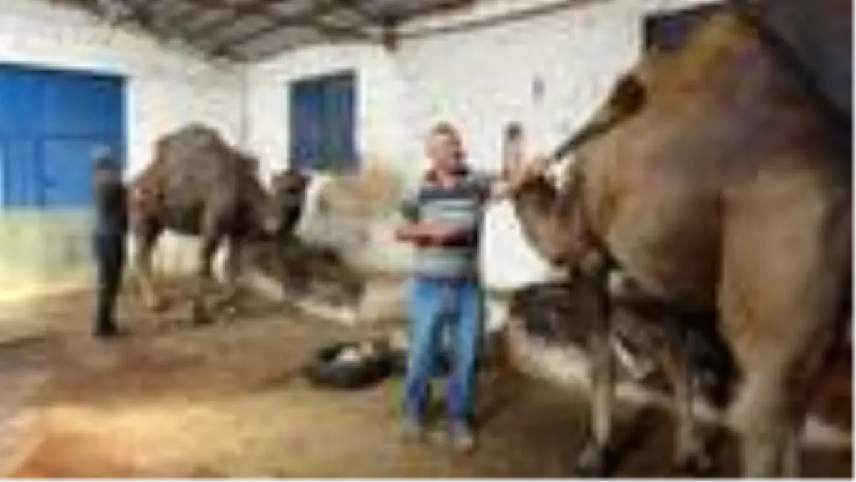 Kurbanlık deve fiyatı, 12 bin liradan başlıyor