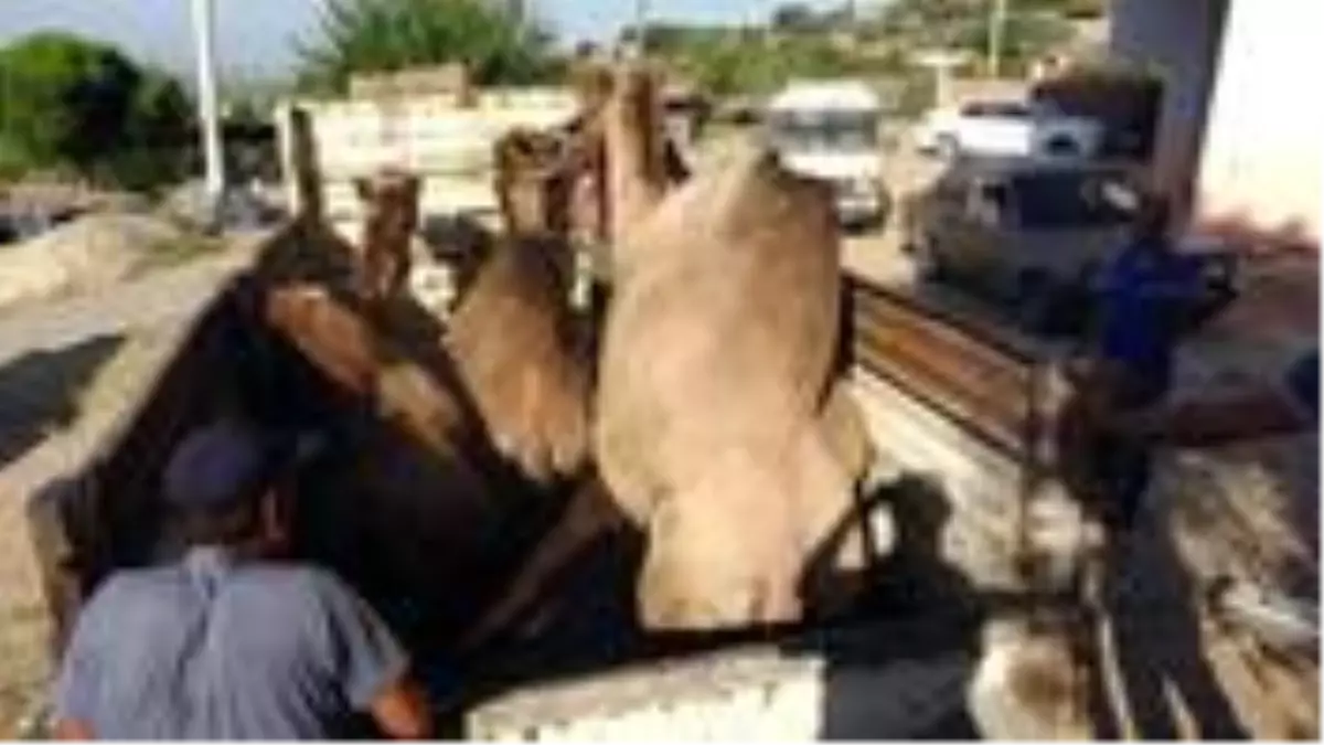 Kurbanlık deve fiyatı, 12 bin liradan başlıyor