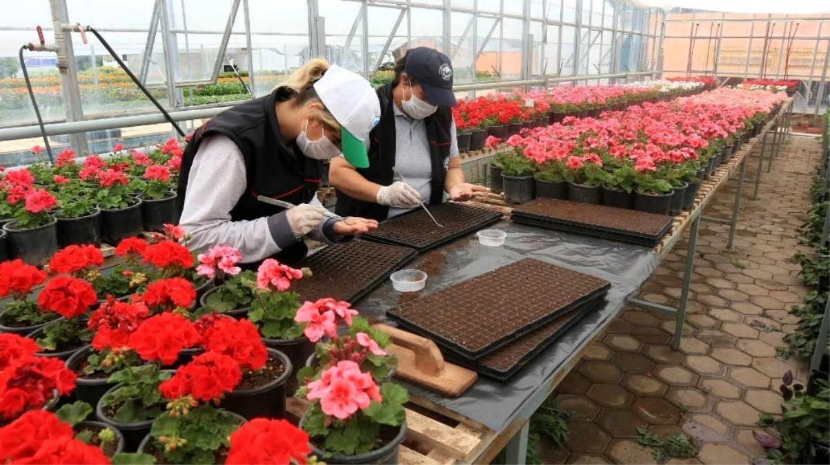 Odunpazarı Belediyesi kendi serasında yılda 300 bin çiçek üretiyor