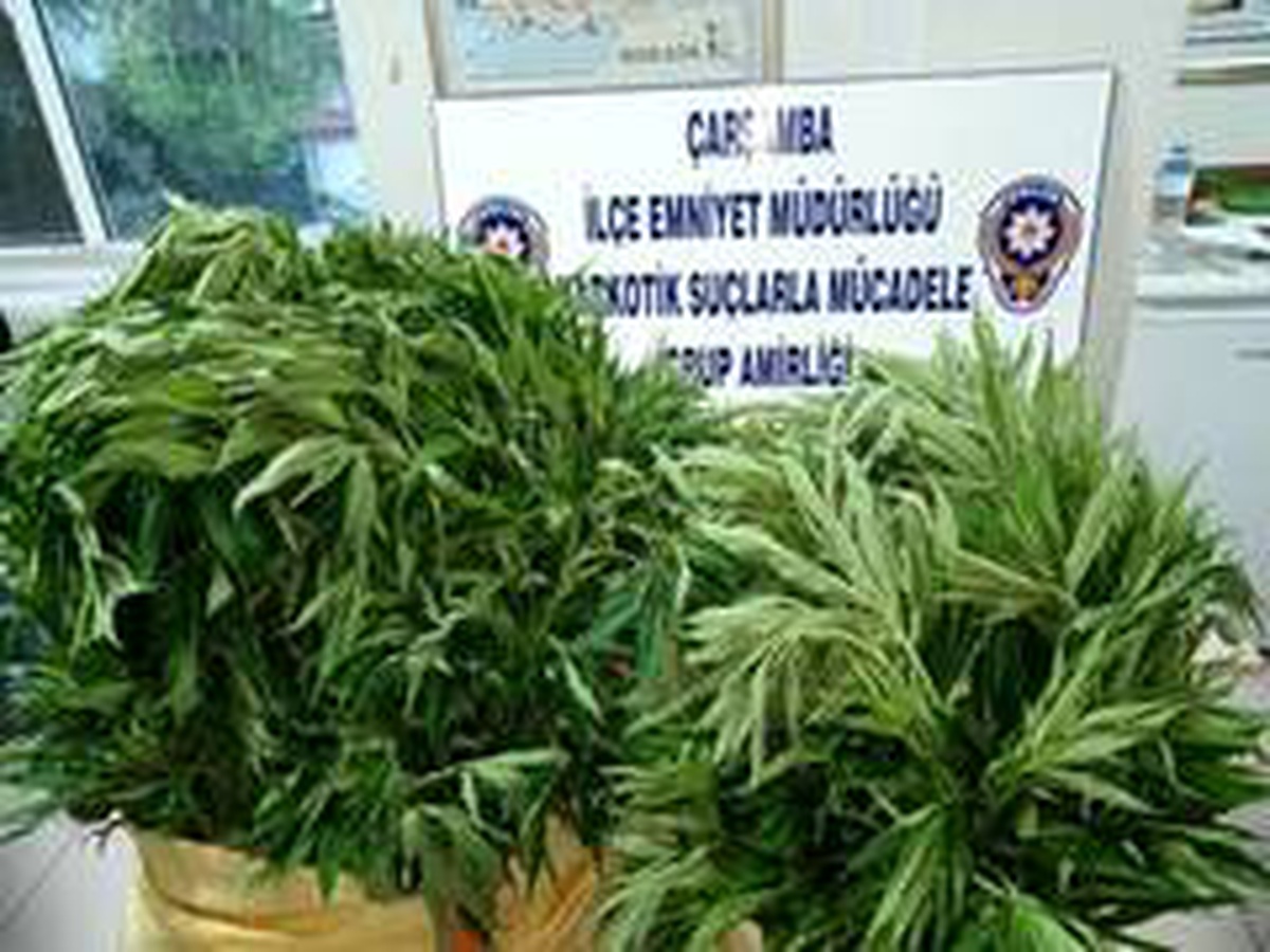 408 kök Hint keneviri ele geçirildi: 1 gözaltı