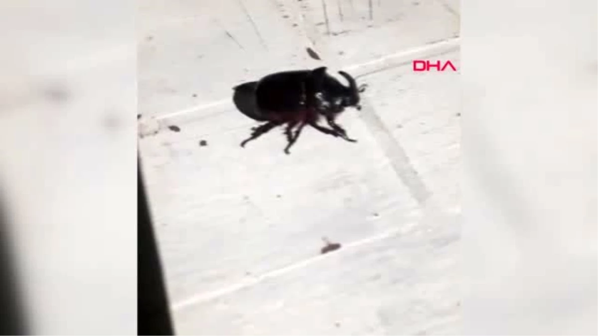 Bingöl\'de gergedan böceği görüldü