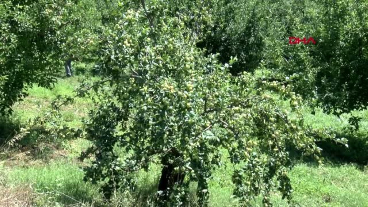 ÇANAKKALE Bayramiç\'te dolunun vurduğu elma bahçelerinde zarar tespiti sürüyor