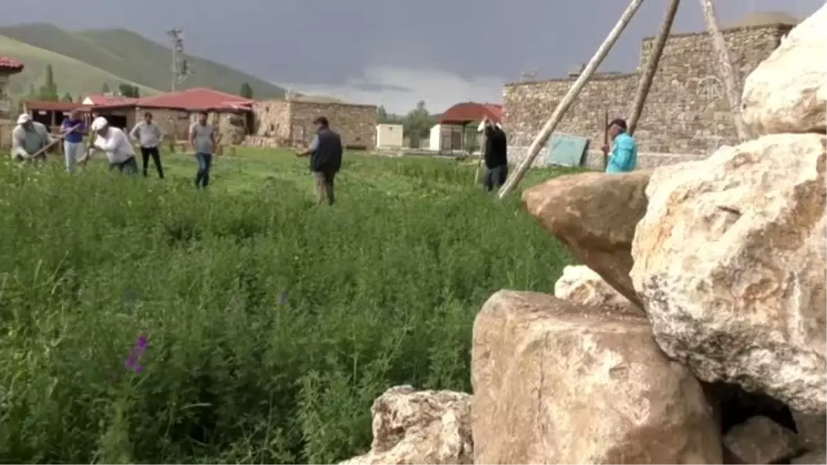 Kenan Yavuz Etnografya Müzesi kapılarını "Tırpanla Ot Biçme Şenliği" ile açtı