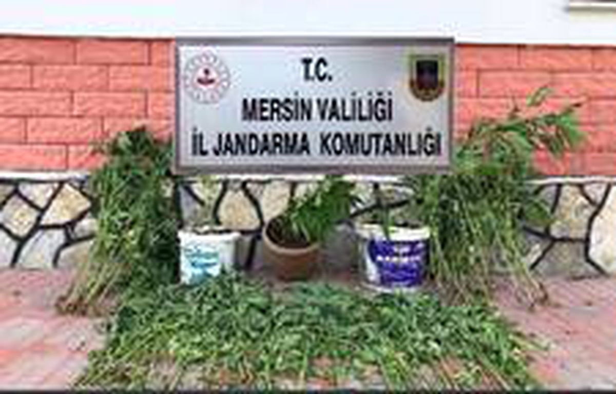 Mersin\'de 218 kök kenevir bitkisi ele geçirildi