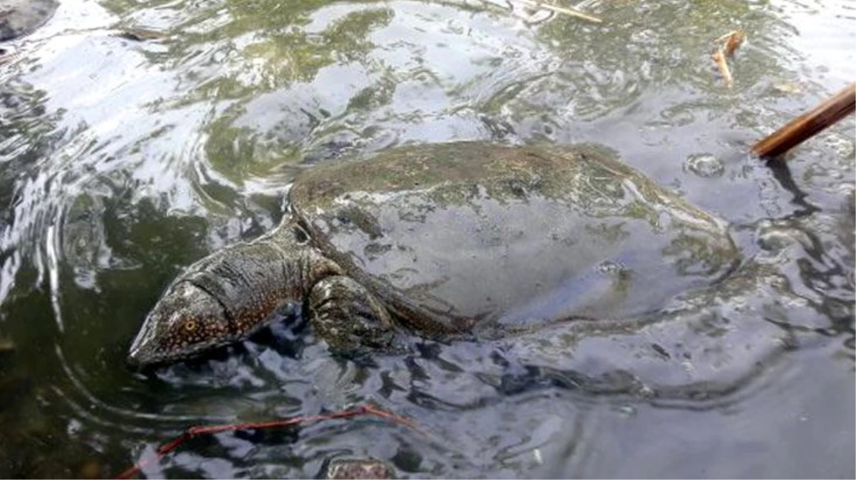 Nesli tükenme tehlikesi altında olan Fırat kaplumbağası bulundu
