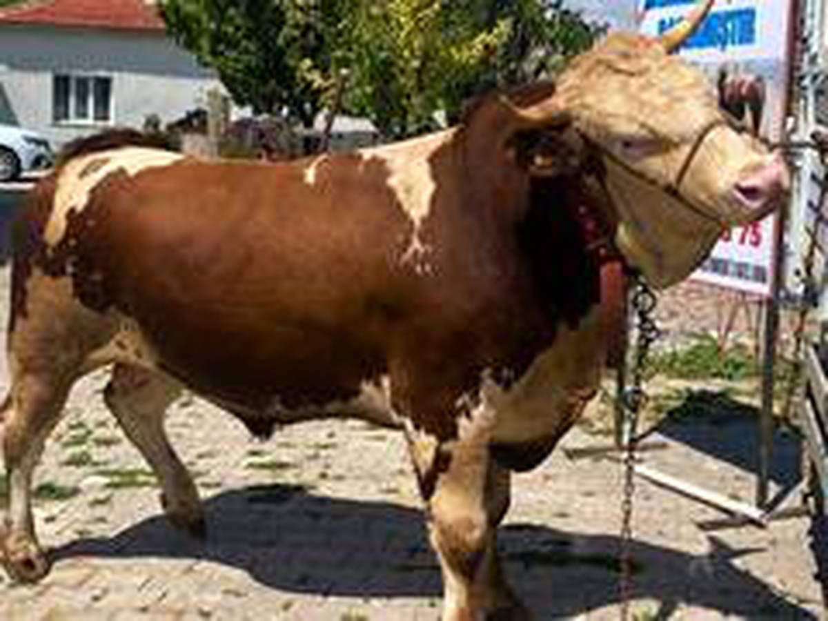 Son dakika! Otomobil fiyatına 1 ton 90 kiloluk kurbanlık