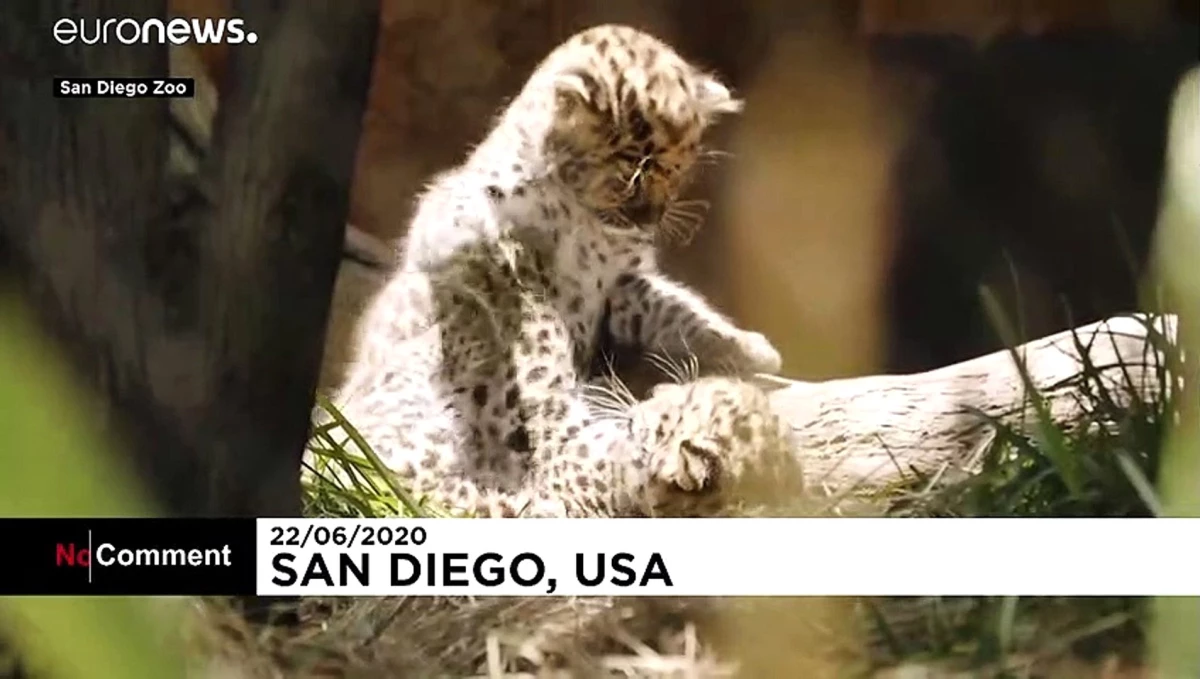 San Diego Hayvanat Bahçesindeki Amur Leoparı yavruları dış dünyaya merhaba dedi