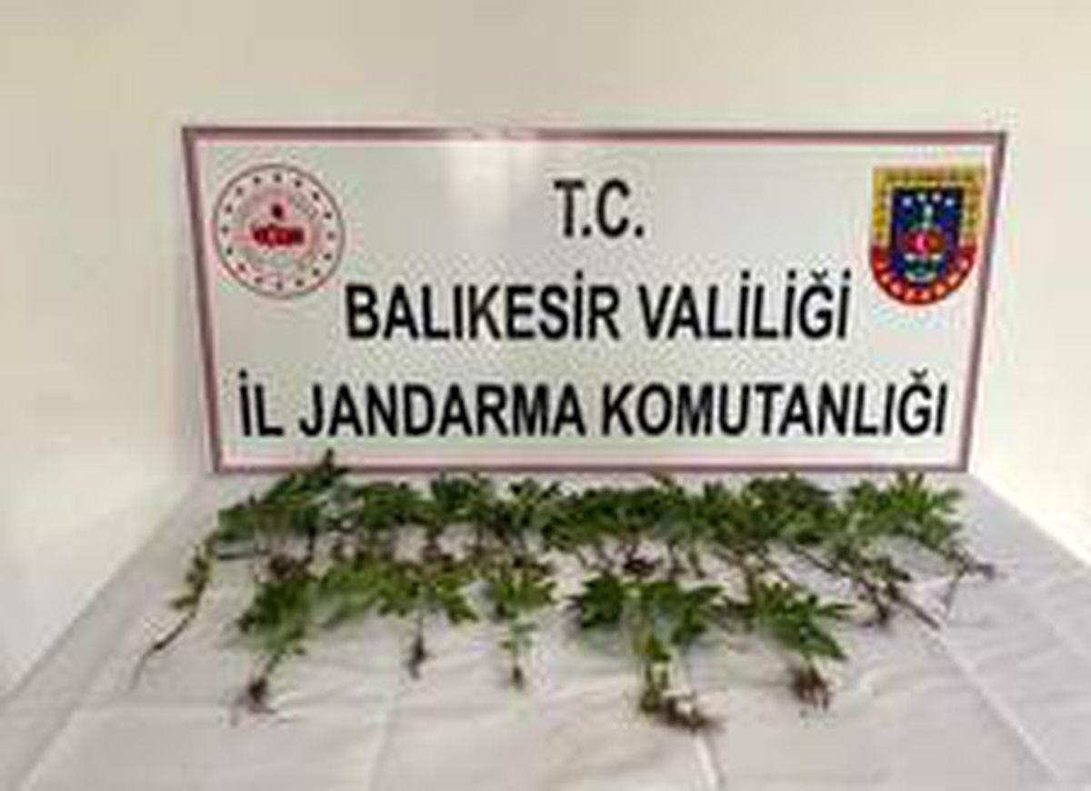 Savaştepe\'de kök kenevir operasyonu