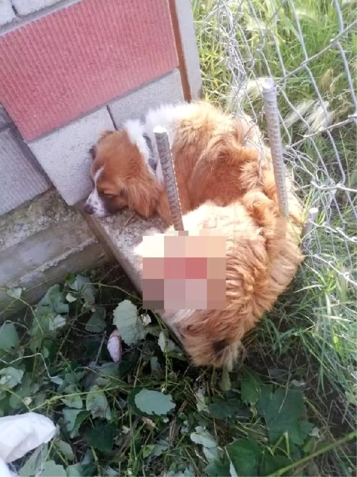 Vücuduna inşaat demiri saplanan köpek, tedavi edildi