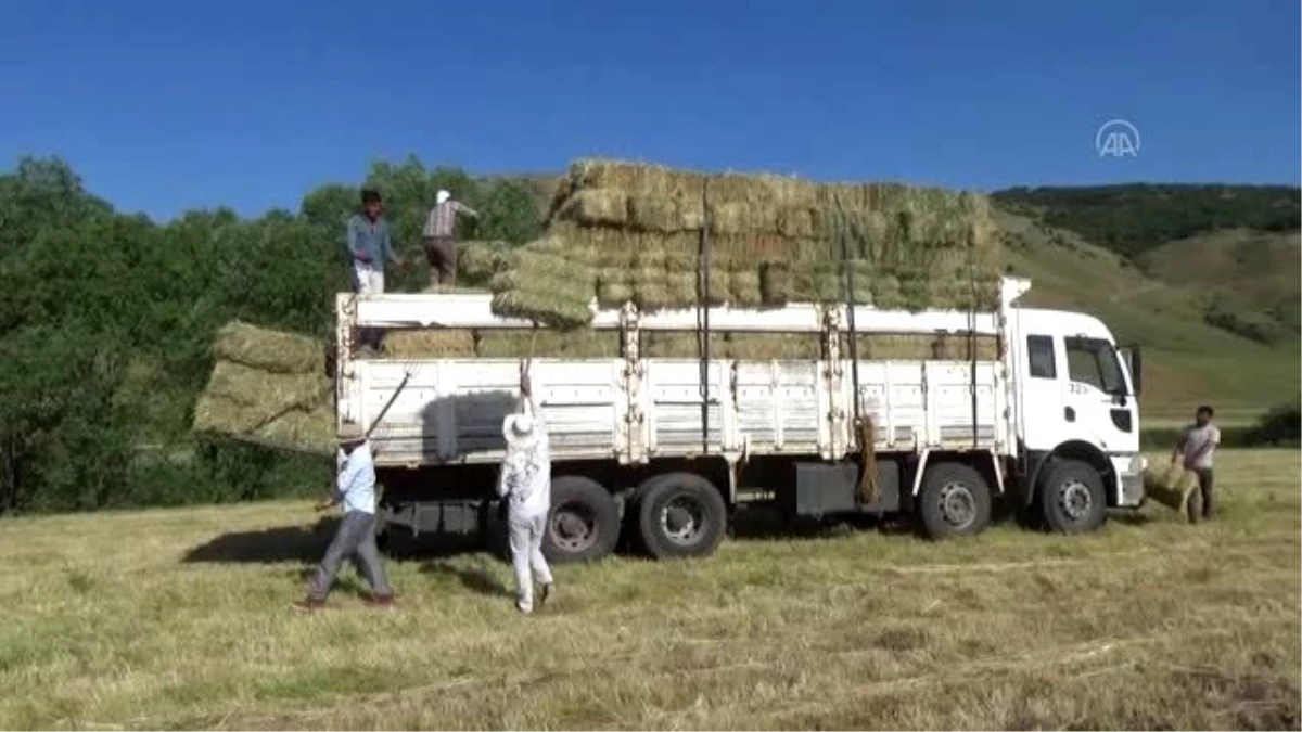 Çiftçilerin ot biçme mesaisi başladı