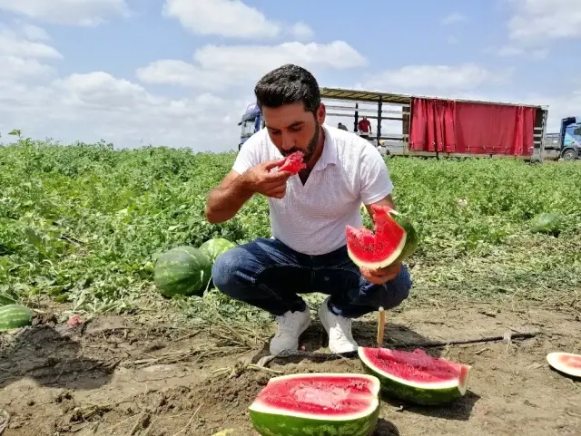 Tarlada 1 liradan satılan karpuz üreticinin yüzünü güldürdü