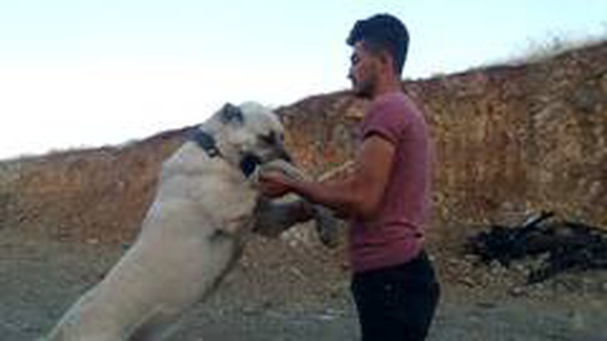 Otomobil fiyatına çoban köpeği