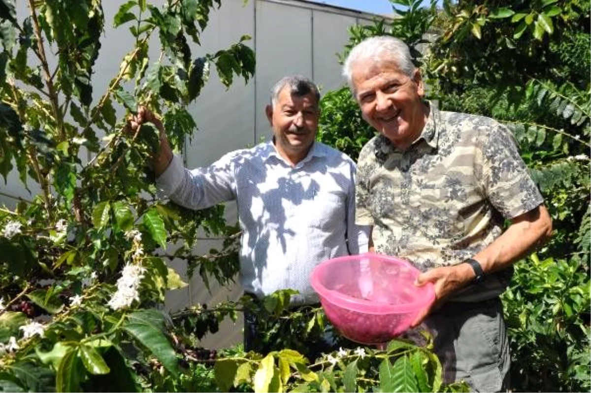 Türkiye\'de bir ilk! Gurbetçi vatandaş kahve ağacı yetiştirip meyvesini üretmeyi başardı