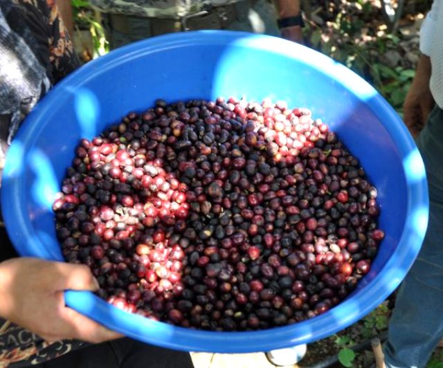 Türkiye'de bir ilk! Gurbetçi vatandaş kahve ağacı yetiştirip meyvesini üretmeyi başardı