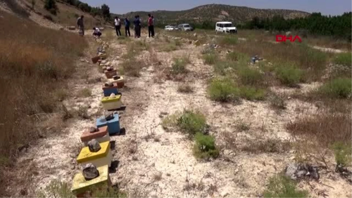 Gürcistan\'dan getirdikleri arılarla bölgeye has bal üretmeyi amaçlıyorlar