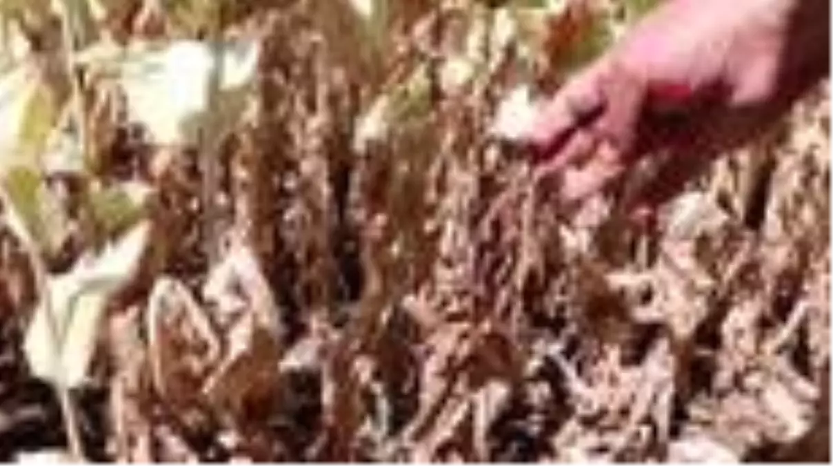 Son dakika haberleri! Haşhaşta mildiyö zararı