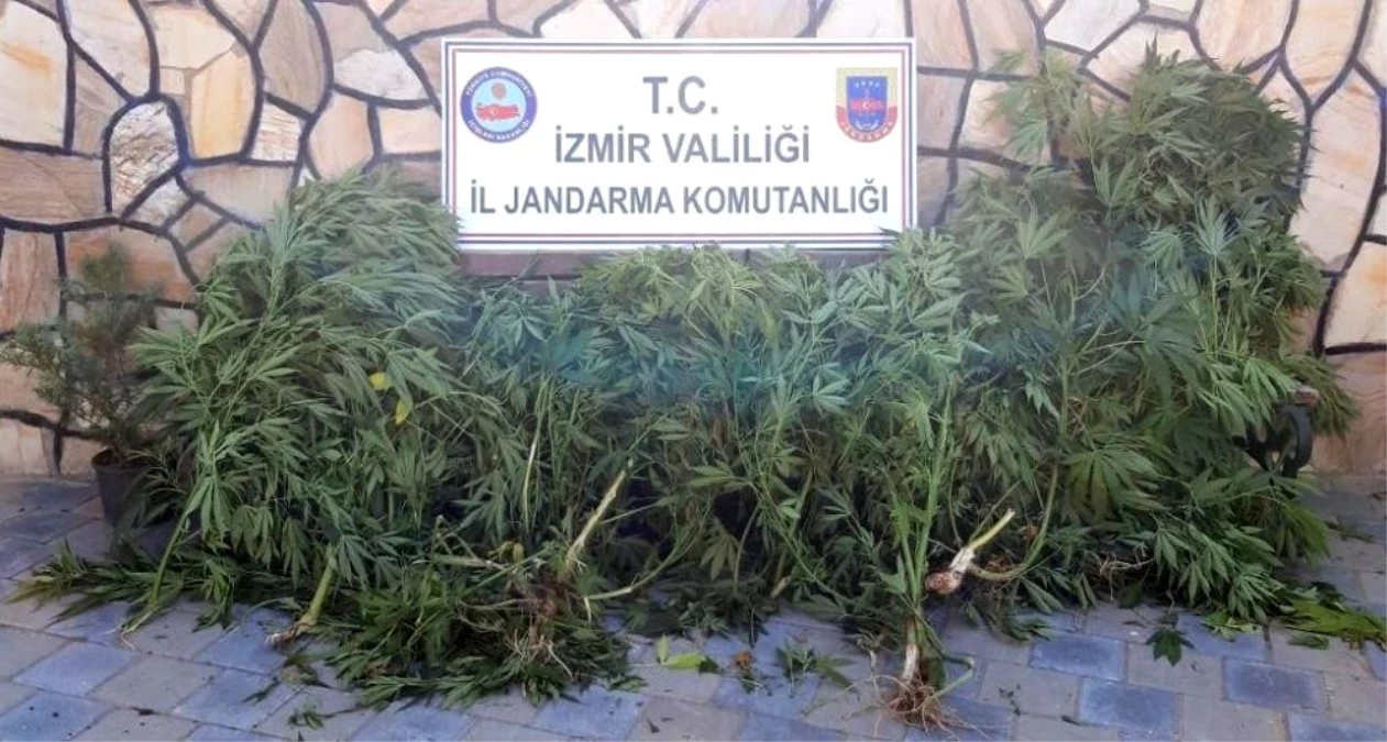 İzmir\'de 108 kök kenevir bitkisi ele geçirildi
