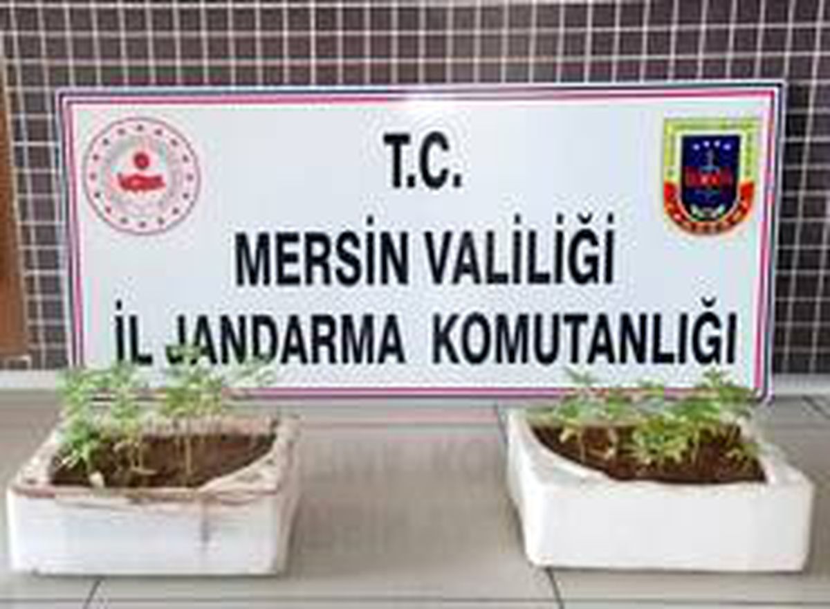 Jandarma 26 kök kenevir ele geçirdi