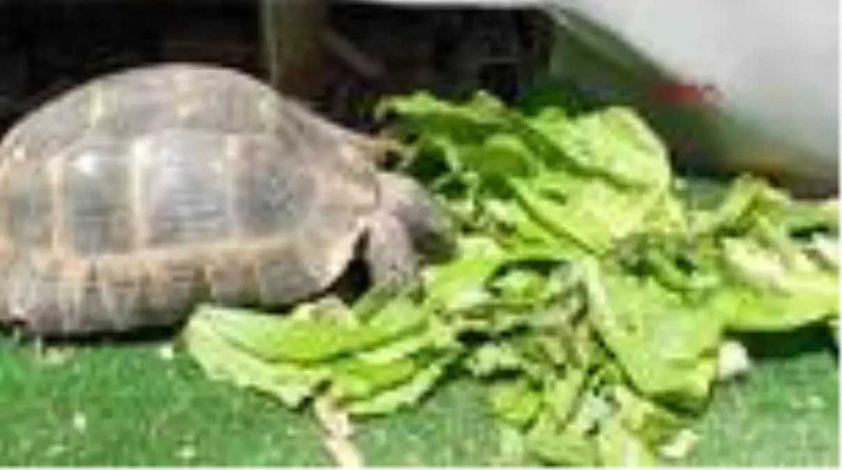 Tek ayağı olmayan kaplumbağa \'Tosbik\'i kamptakiler sahiplenildi