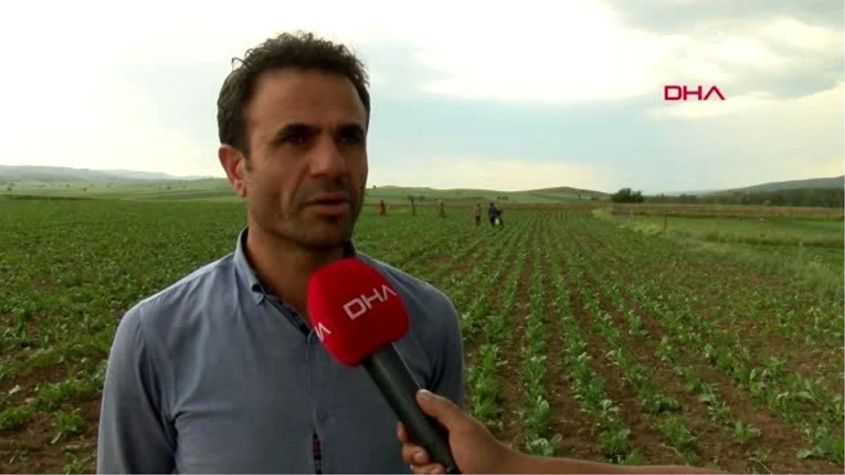 TOKAT Tokat\'ta tarımda mevsimlik işçiler ön planda
