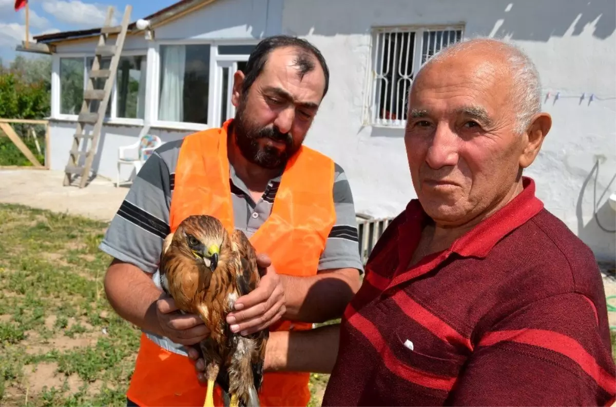 Bahçesinde şahin buldu, belediyeye teslim etti