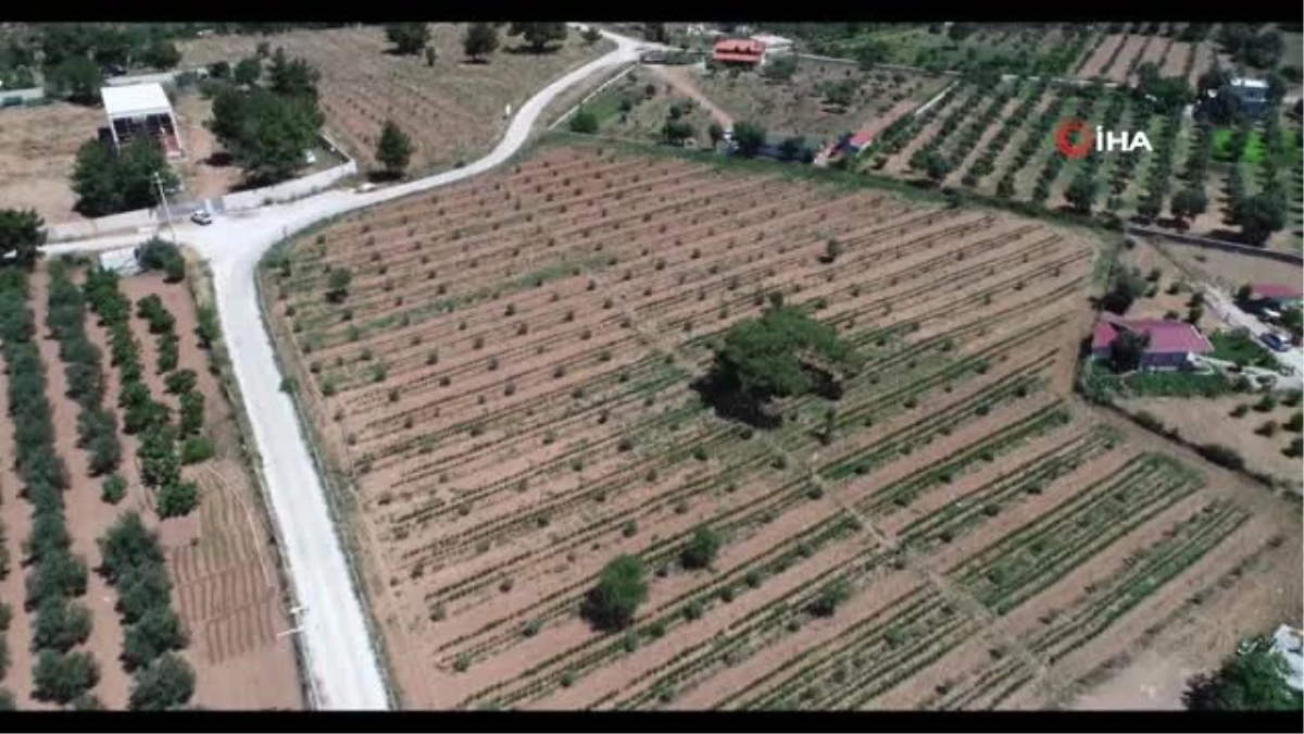 Buca\'nın sebze tarlalarından 54 ton hasat bekleniyor