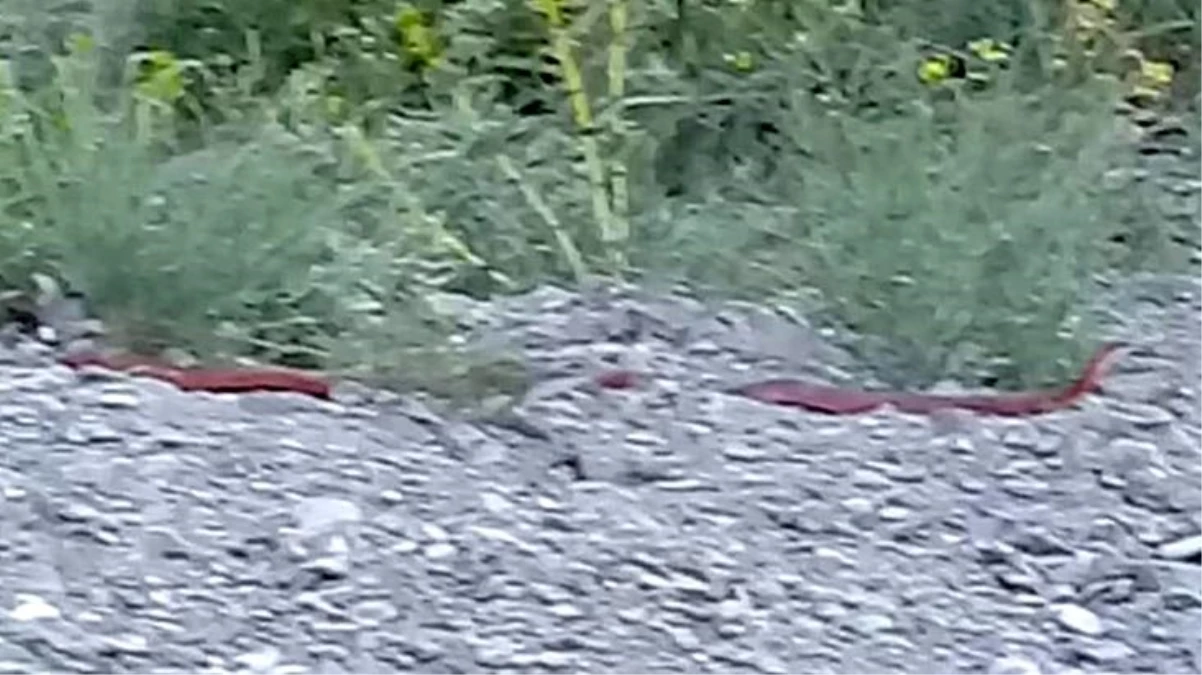 Köyde görülen 3 metrelik kırmızı yılan korkuya neden oldu