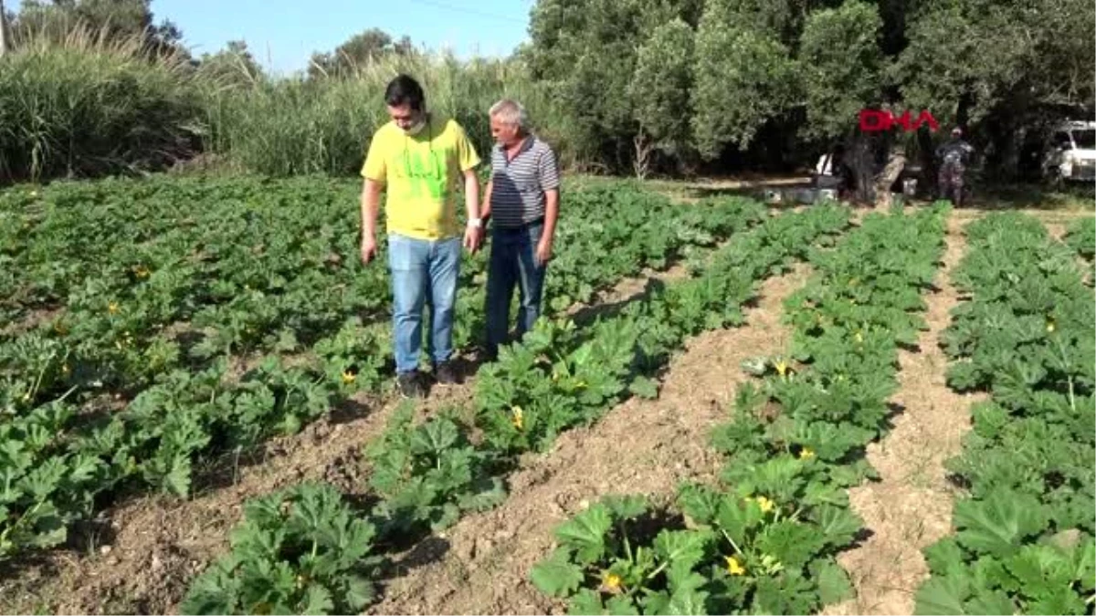 Son dakika haber: İnternette satış yapan firmadan aldığı kabak tohumları bir senelik emeğini heba etti